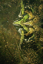European edible frogs mating at surface (Rana esculenta) in garden pond, Holland
