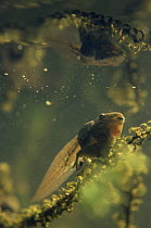 European edible frog tadpole (Rana esculenta) in garden pond, Holland