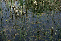 Pool frogs (Rana lessonae) at surface of little lake in mating season, Holland