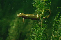Female smooth newt (Triturus vulgaris) in Canadian waterweed (Elodea canadensis) in sand winning pit, Holland