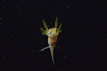 Very young Smooth newt larva (Triturus vulgaris) external gills visible, underwater in sand winning pit, Holland