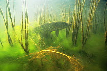 Pike (Esox lucius) amongst reed stems in little peat-bog lake, Holland