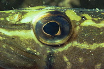 Close up of Pike eye (Esox lucius) nostril is visible on left hand side of image, sand winning pit, Holland