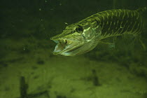 Juvenile Pike (Esox lucius) has little Perch prey (Perca fluviatilis) in its mouth but in the wrong position, it will need to turn it before it can swallow it, sand winning pit, Holland