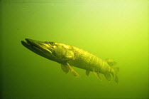 Adult Pike portrait (Esox lucius) sand winning pit, Holland