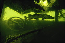 Pike (Esox lucius) hiding under submerged motorcar, sand winning pit, Holland