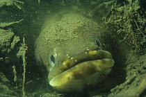 Face portrait of European eel (Anguilla anguilla) sand winning pit, Holland