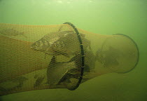 Bream (Abramis brama) caught in fish trap, IJsselmeer, Holland