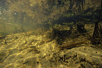 Stone loach (Nemacheiulus barbatula) and Stickleback fish in brook in Holland
