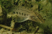 Spined loach (Cobitis taenia) in sand winning pit,  Holland