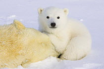Polar Bear {Ursus maritimus} 3/4-months cub huddled over mother who has been anaesthetised by biologists, Wapusk NP, Manitoba, Canada~(Digitally removed mother's ear tags)