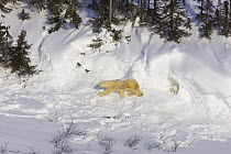 Polar Bear {Ursus maritimus} mother and 3/4- months cub leaving den in spring, Wapusk NP, Manitoba, Canada