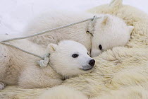 Polar Bear {Ursus maritimus} 3/4-months cubs roped by biologists to prevent escape after their mother is anaesthetised, Wapusk NP, Manitoba, Canada