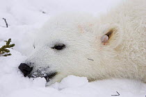 Polar Bear {Ursus maritimus} anaesthetised 3/4-months cub with new ear tag, Wapusk NP, Manitoba, Canada