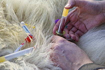 Polar Bear {Ursus maritimus} blood sample being collected from an anaesthetised adult female, Wapusk NP, Manitoba, Canada