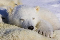 Polar Bear {Ursus maritimus} 3/4-months cub sleeping on mother who has been anaesthetised by biologists, Wapusk NP, Manitoba, Canada