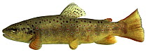 Brown trout (Salmo trutta fario) Europe