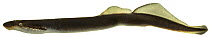 Brook lamprey (Lampetra planeri) Europe