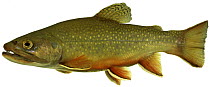 Brook trout (Salvelinus fontinalis) Europe