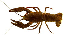 European crayfish (Astacus astacus) Europe
