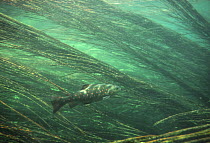 Brown trout (Salmo trutta fario) amongst reeds, Gacka River, Croatia, 1987
