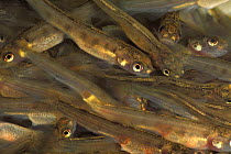 Brown trout alevins (Salmo trutta fario) in a hatchery, Europe, Captive