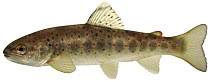 Brown trout (Salmo trutta fario) young trout with parr marks, Europe
