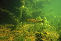 Brown trout (Salmo trutta fario) waiting for drift food, river Doubs, France, 2004