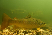 Brown trout (Salmo trutta fario) River Doubs, France, 2005
