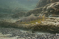 Brown trout (Salmo trutta fario) Mountain creek, Fribourg Alps, Switzerland, 2005
