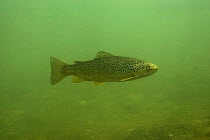 Brown trout (Salmo trutta fario) Idrjica, Slovenia, 2006