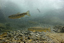 Brown trout (Salmo trutta fario) under waterfall, waiting for drift food, Saane river tributary, Swiss Alps, Fribourg, Switzerland 2006