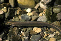 Brook lamprey (Lampetra planeri) at spawning ground, Glane River, Switzerland, 1990