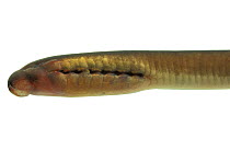 Brook lamprey (Lampetra planeri), Europe