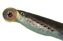 Brook lamprey (Lampetra planeri) showing sucker, Europe
