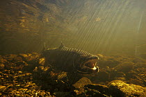 Atlantic salmon (Salmo salar) male at spawning ground, Miramichi River, Canada, 1988