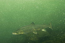 Atlantic salmon (Salmo salar) migrating upstream for spawning, Namsen river, Norway, 2005