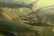 Atlantic salmon (Salmo salar) migrating upstream for spawning, Namsen river, Norway, 2005