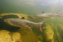 Atlantic salmon (Salmo salar) in resting pool on migration upstream for spawning, Namsen river, Norway, 2005