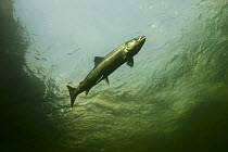 Atlantic salmon (Salmo salar) migrating upstream for spawning, Namsen river, Norway, 2006