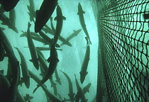 Atlantic salmon (Salmo salar) in cage of Salmon farm, Norway, Captive
