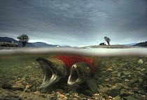 Sockeye / Red Salmon (Oncorhynchus nerka) pair  spawning on gravel ground, Adams river, British Columbia, Canada, 1990