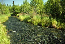 Sockeye / Red Salmon (Oncorhynchus nerka) mass migration upstream for spawning, Kenai Peninsula, Alaska, 1991