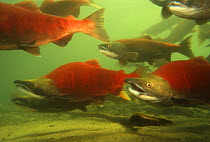 Sockeye / Red Salmon (Oncorhynchus nerka) in resting pool on migration upstream for spawning, Adams river, British Columbia, Canada, 1994