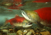 Sockeye / Red Salmon (Oncorhynchus nerka) male and female at spawning ground, Adams river, British Columbia, Canada, 1994