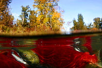 Sockeye / Red Salmon (Oncorhynchus nerka), males at spawning ground, Adams river, British Columbia, Canada 2006