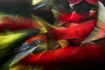 Sockeye / Red Salmon (Oncorhynchus nerka), waiting in resting pool to enter the spawning ground, Adams river, British Columbia, Canada 2006