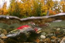 Sockeye / Red Salmon (Oncorhynchus nerka), female digging to lay eggs on spawning ground, Adams river, British Columbia, Canada 2006
