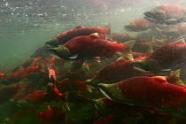 Sockeye / Red Salmon (Oncorhynchus nerka) waiting in lake to enter the Adams river for migration upstream, British Columbia, Canada 2006