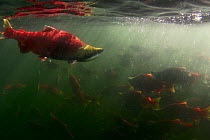 Sockeye / Red Salmon (Oncorhynchus nerka) waiting in lake to enter the Adams river for migration upstream, British Columbia, Canada 2006